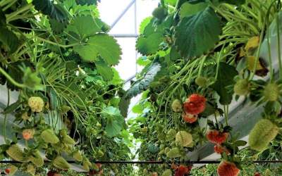 Iran’s annual greenhouse output stands at 4m tons