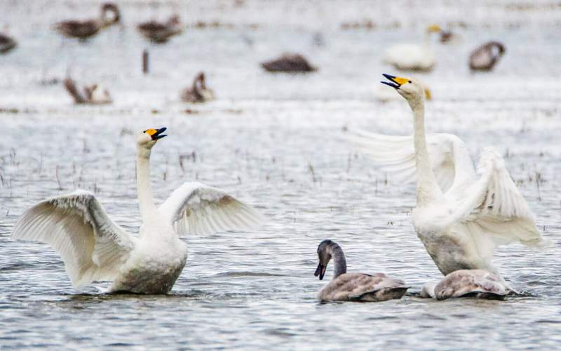 Migratory swans wintering in Sorkhrud