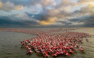 Flamingos in  Miankaleh wetland
