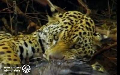 Video: Hunting Crocodile by Jaguar