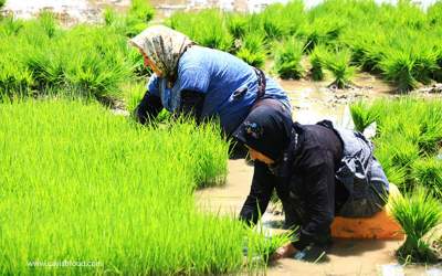 رونمایی از ۴ رقم برنج جدید برای سال زراعی آتی