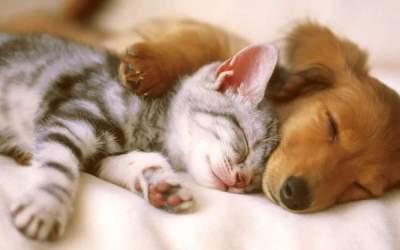 گربه‌ها و سگ‌ها چه خواب‌هایی می‌بینند؟