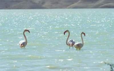 Migratory flamingoes land in North Khorasan