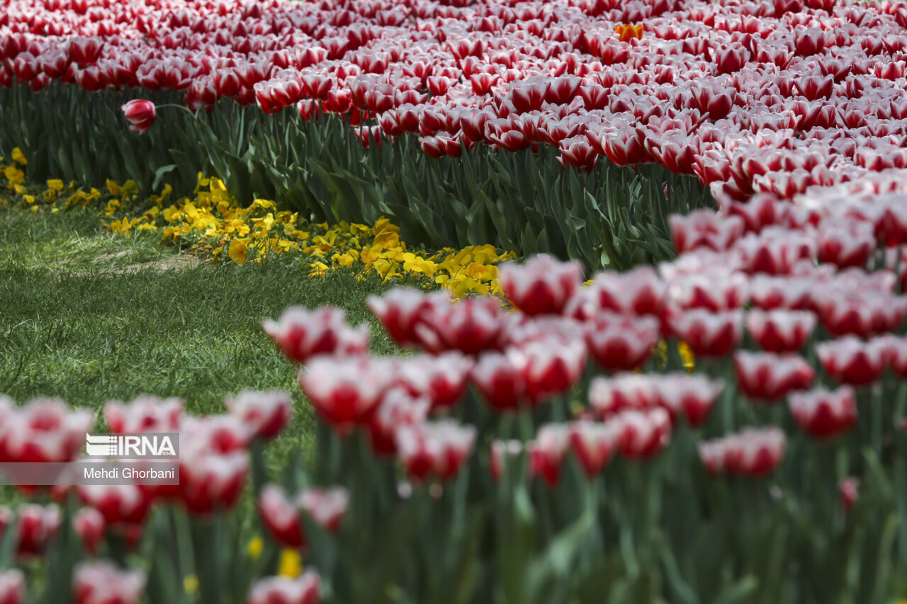 Festival of tulips