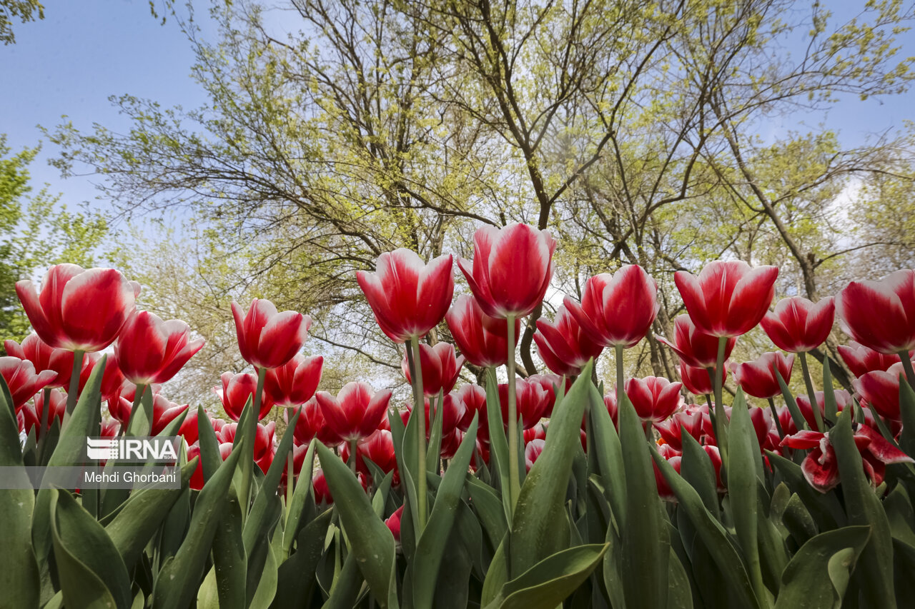 Festival of tulips