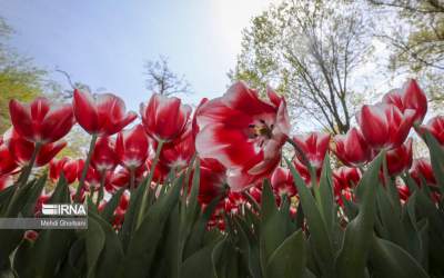 Photo: Festival of tulips in Iran’s Mashhad