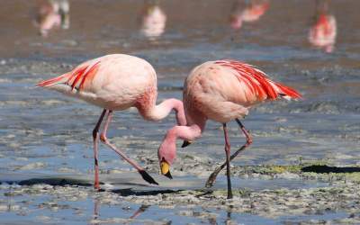 VIDEO: Flamingos return to Lake Urmia