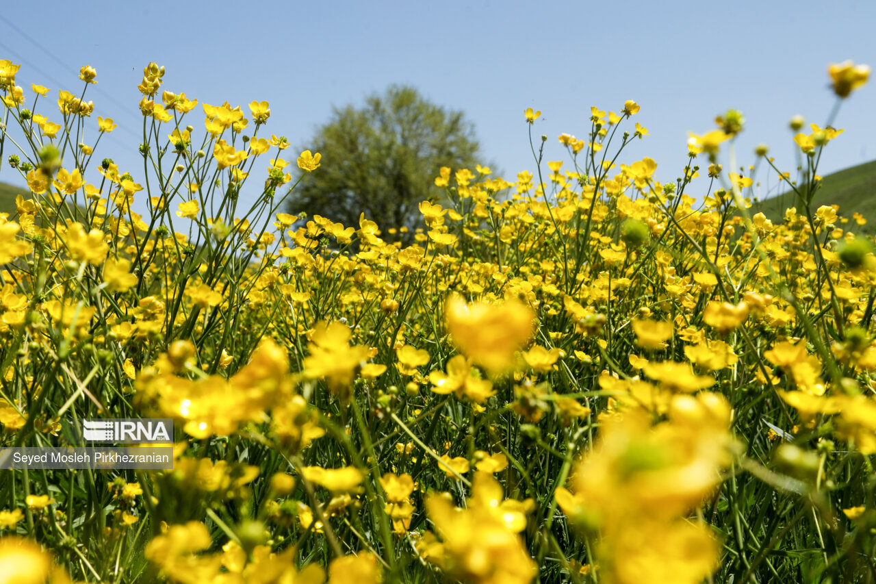 Spring Nature of Kordestan