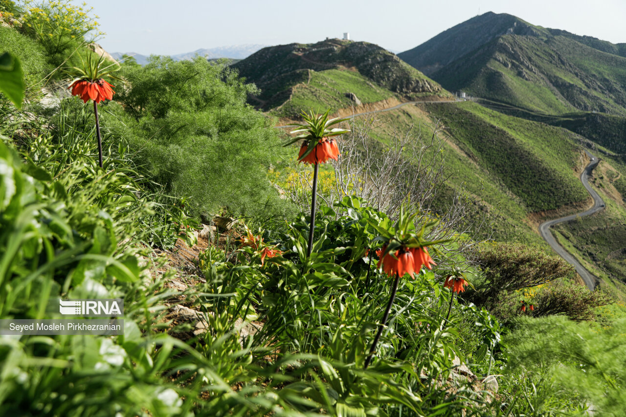 Spring Nature of Kordestan