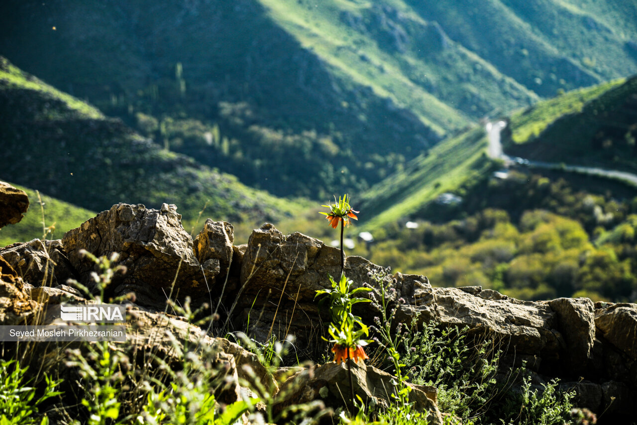 Spring Nature of Kordestan