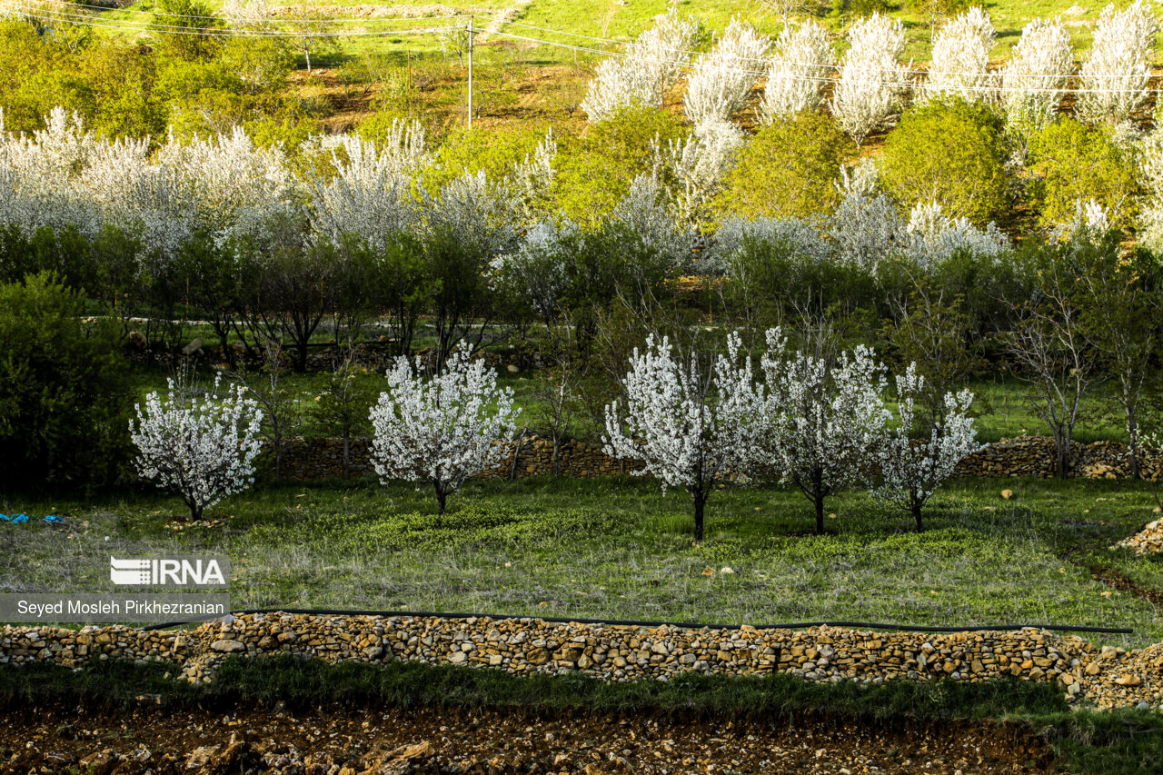 Spring Nature of Kordestan