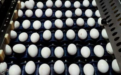 قیمت تخم مرغ در میادین و بازارهای میوه و تره‌بار