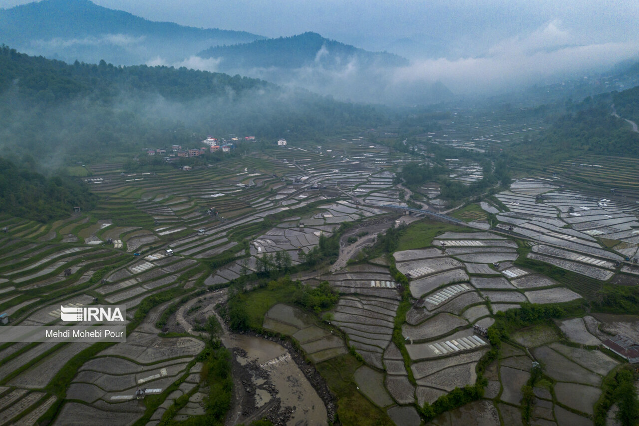 Rice planting season