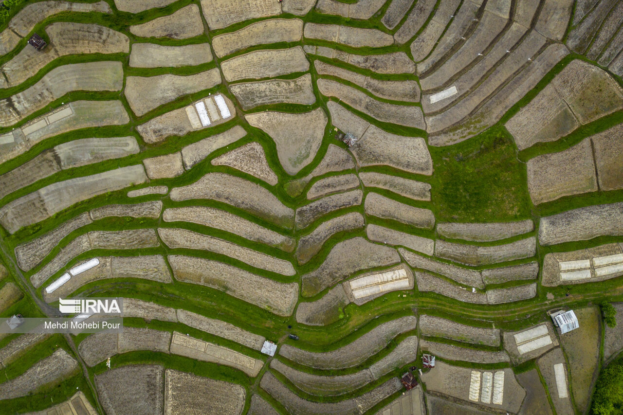 Rice planting season