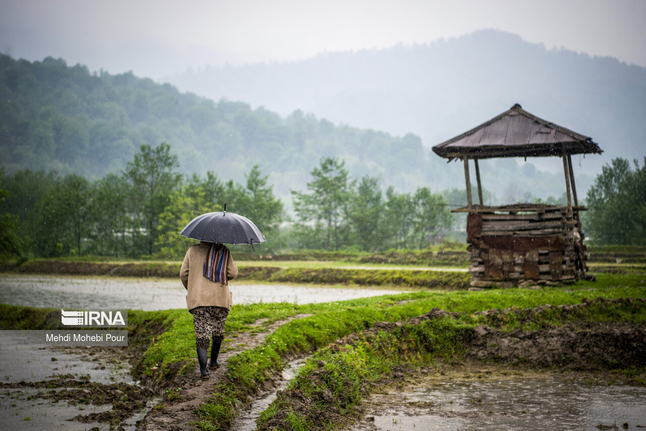 Rice planting season