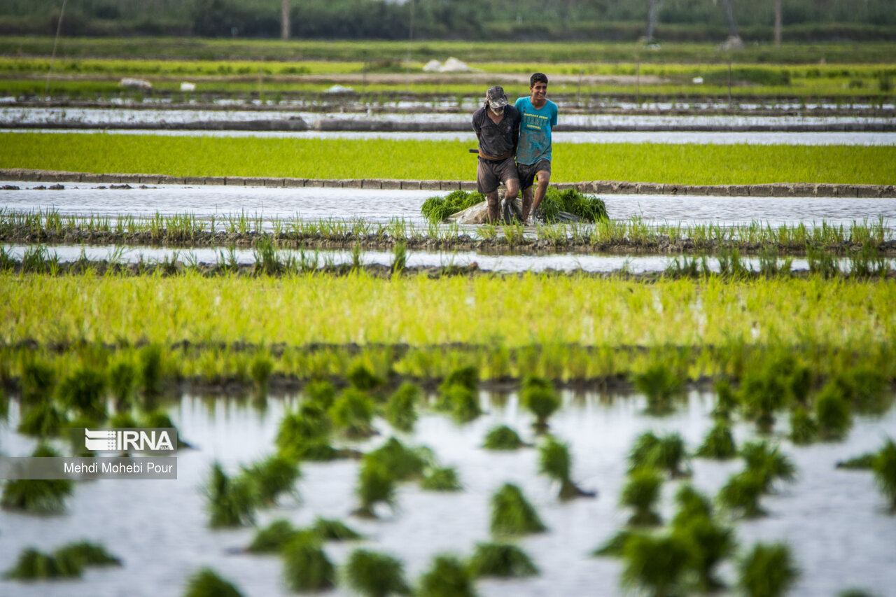 Rice planting season