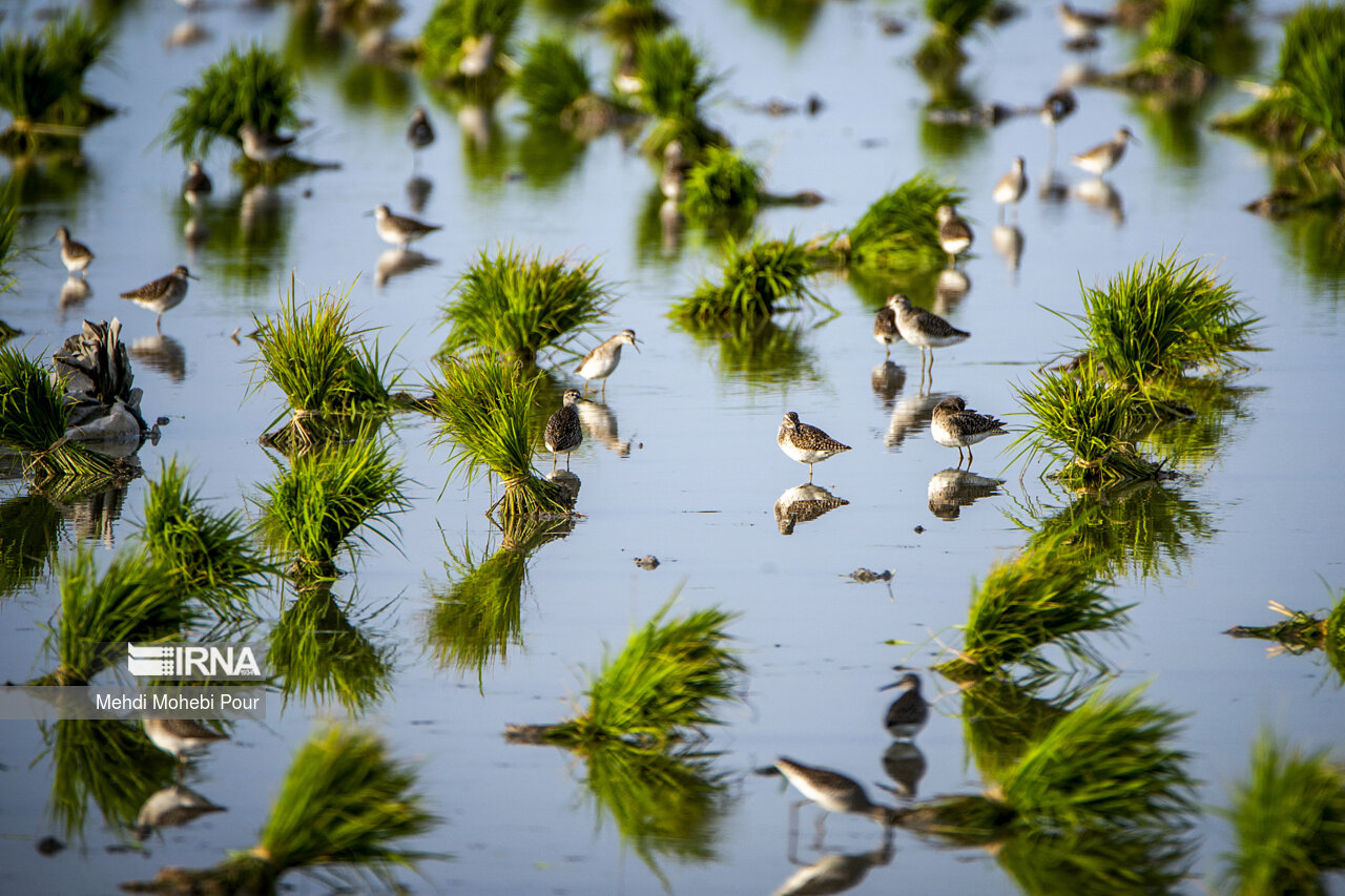 Rice planting season