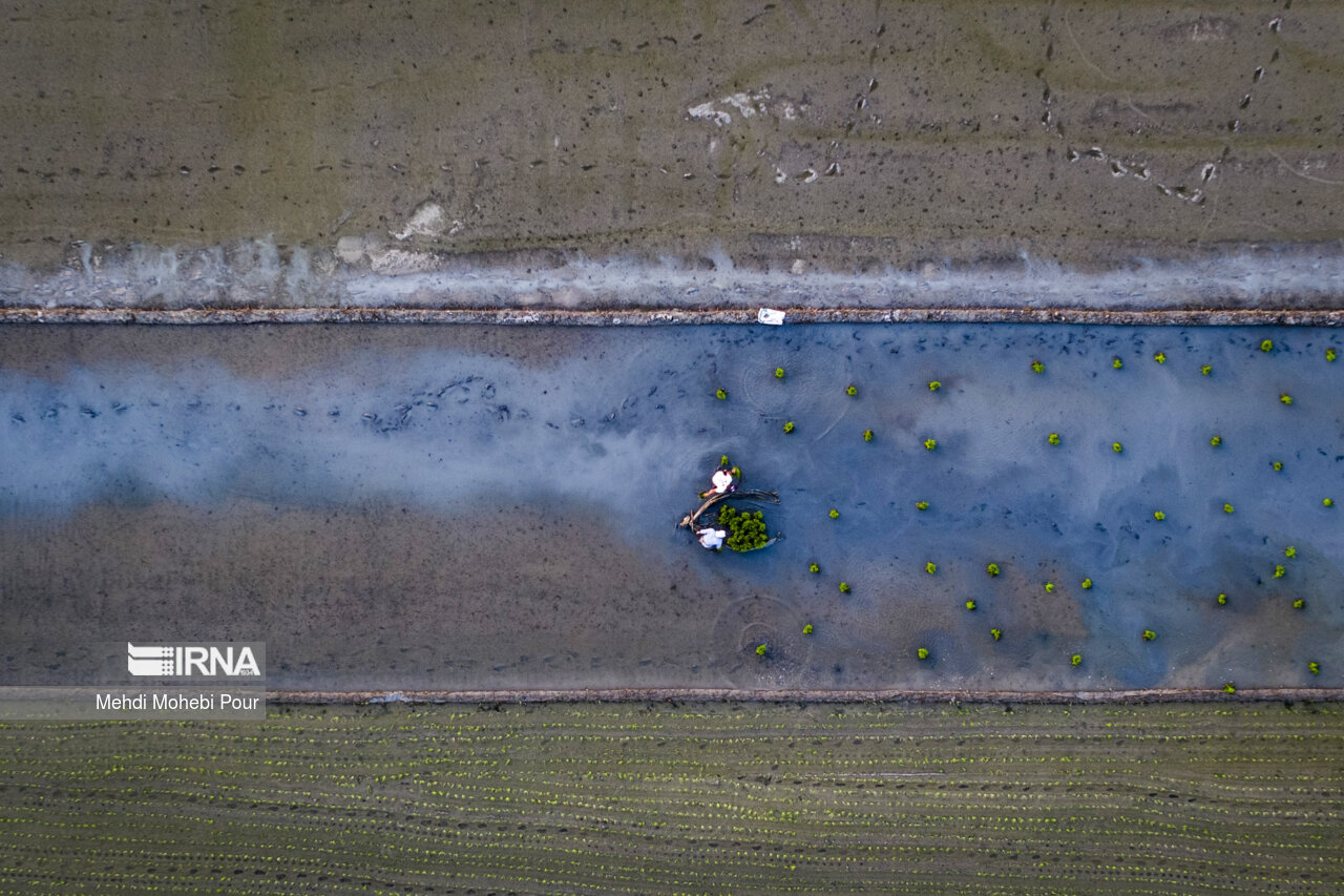 Rice planting season