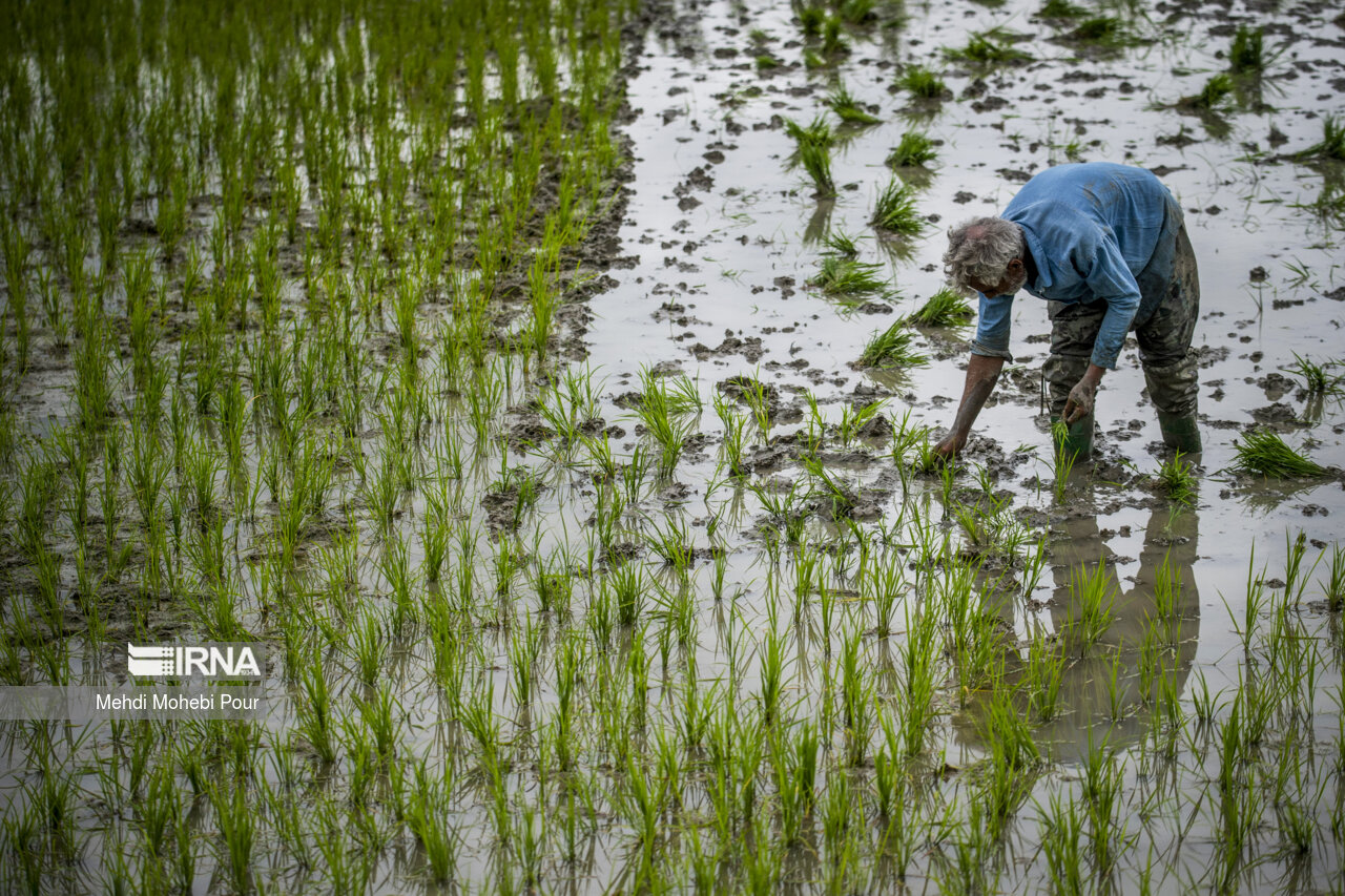 Rice planting season