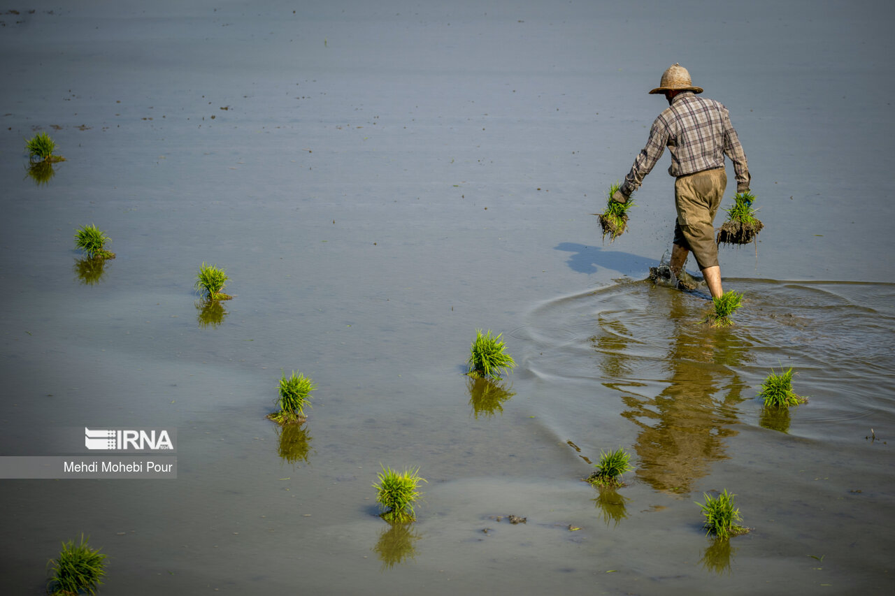 Rice planting season