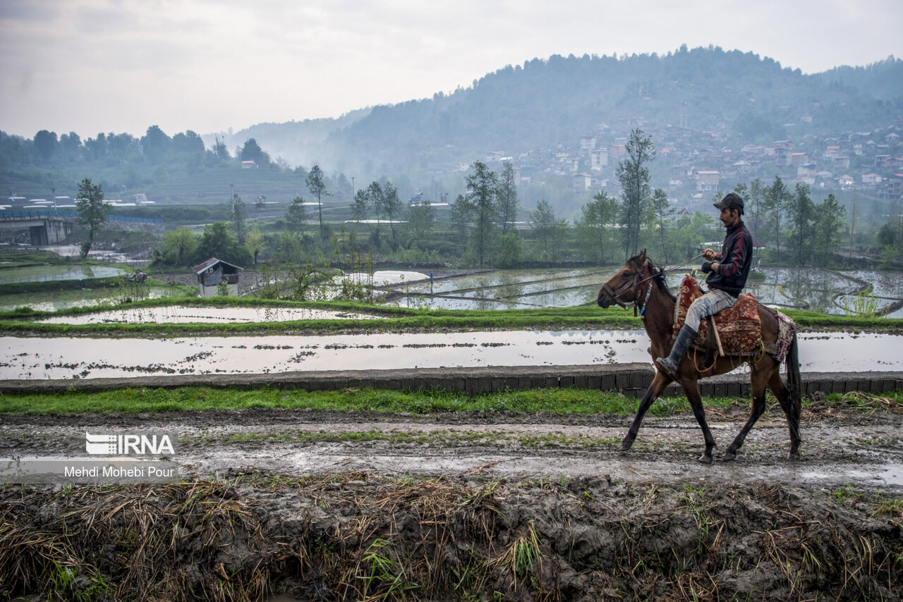 Rice planting season