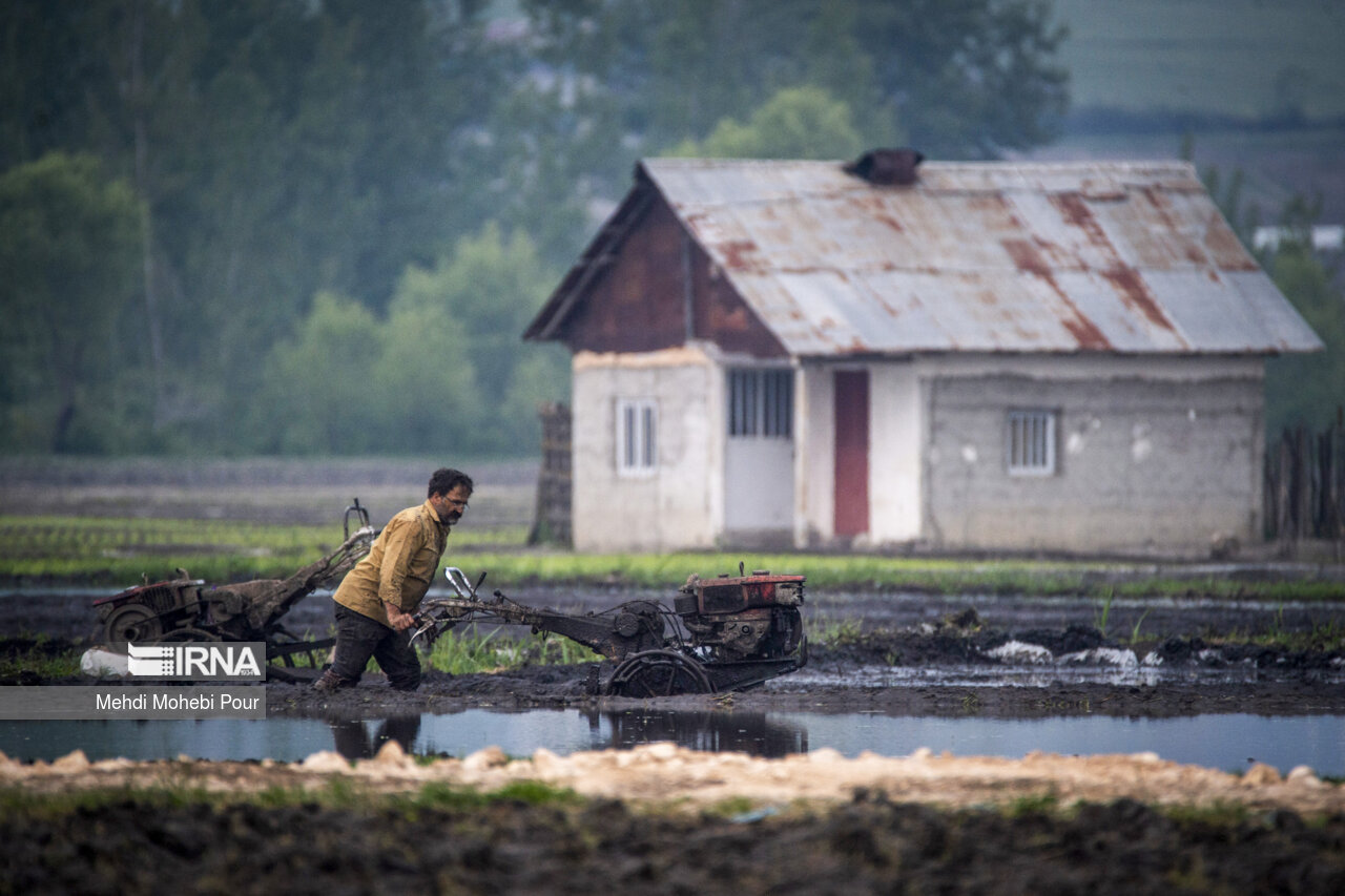 Rice planting season