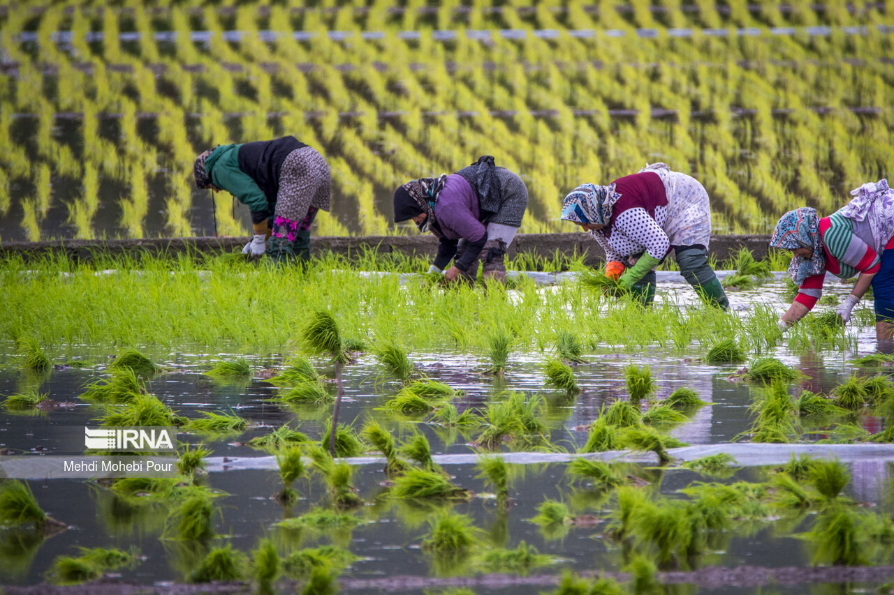 Rice planting season