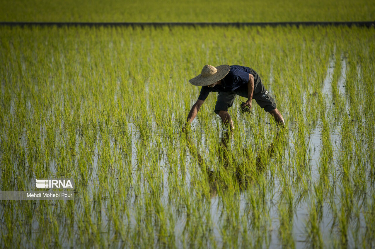 Rice planting season