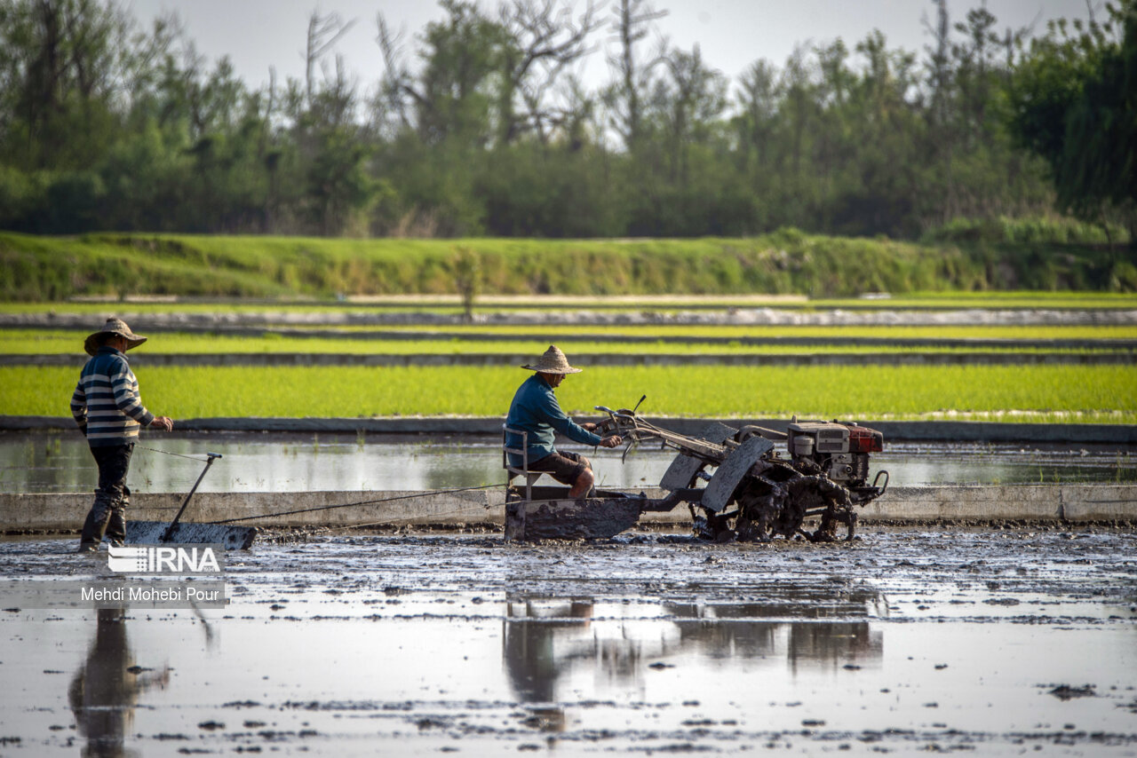 Rice planting season