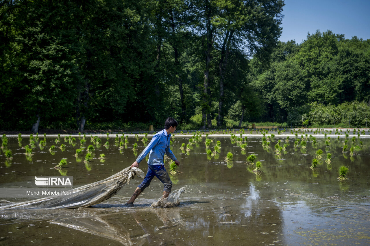 Rice planting season