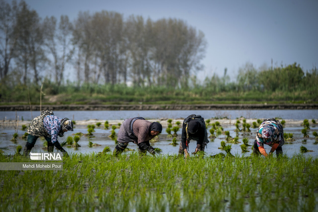 Rice planting season