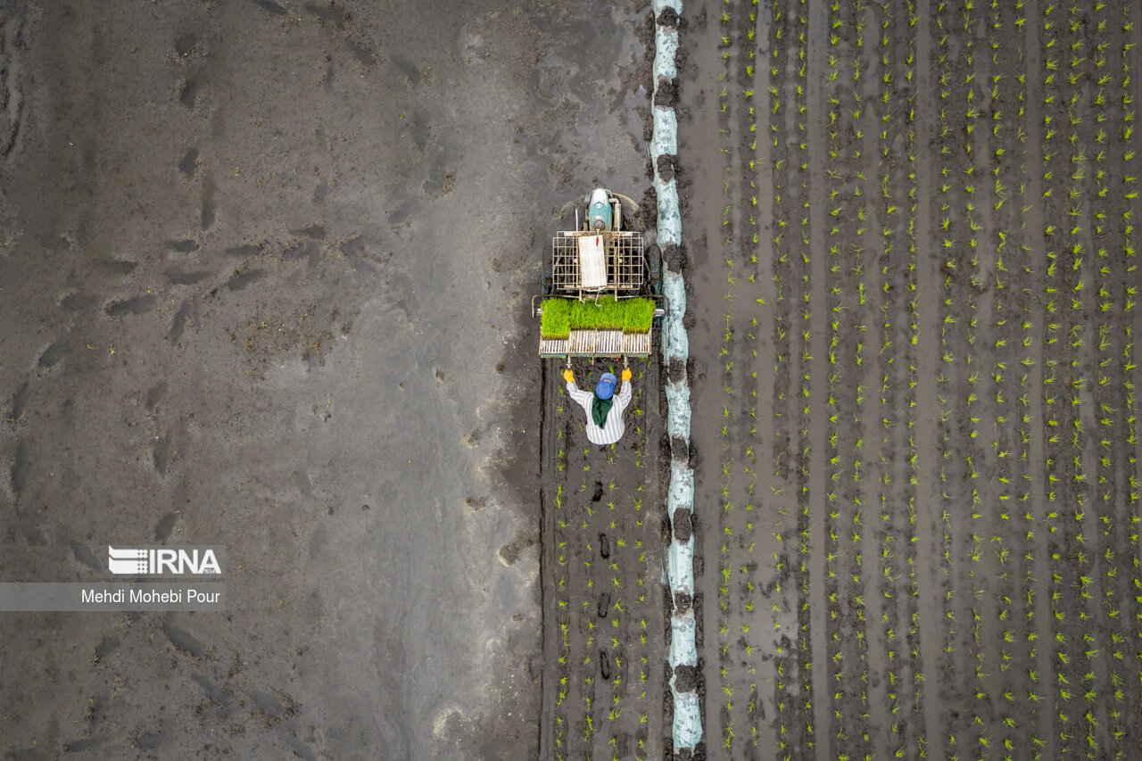 Rice planting season