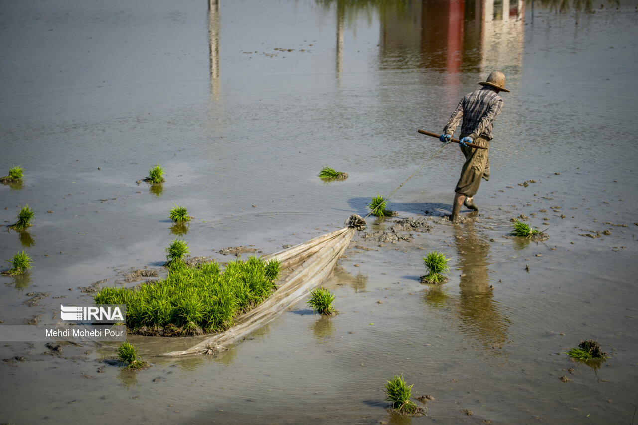 Rice planting season