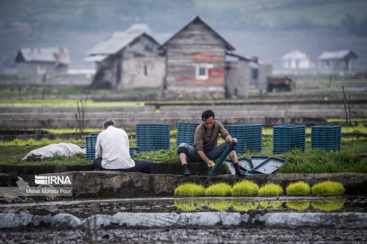 Rice planting season