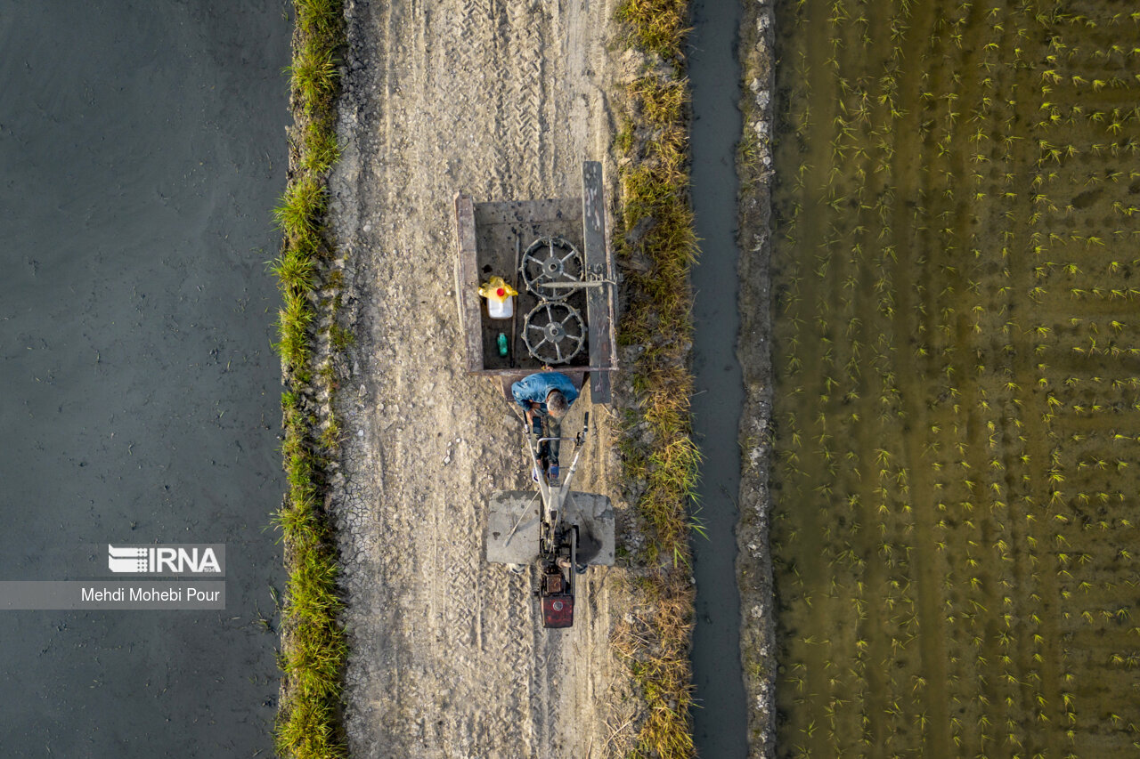 Rice planting season