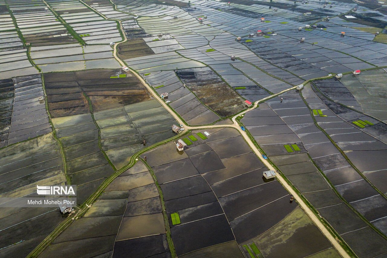 Rice planting season