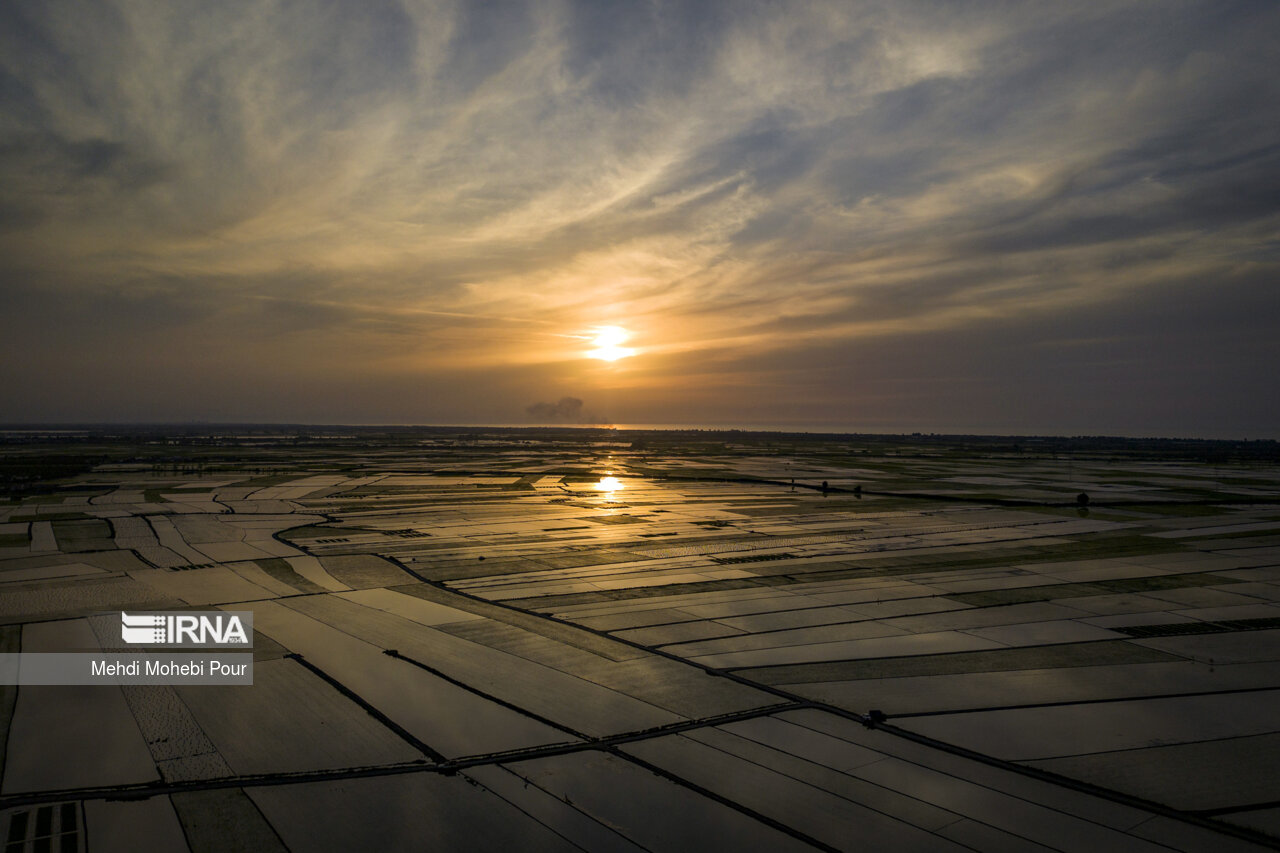 Rice planting season