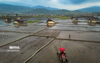Photo: Rice planting season