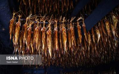 عکس: ماهی‌های دودخانه - بندر انزلی  