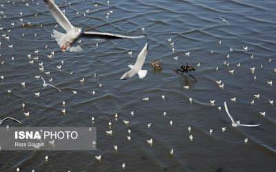 عکس: پرندگان مهاجر دریای خزر  