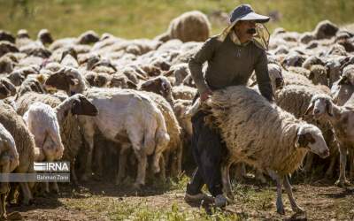 عکس: پشم چینی گوسفندان عشایر  