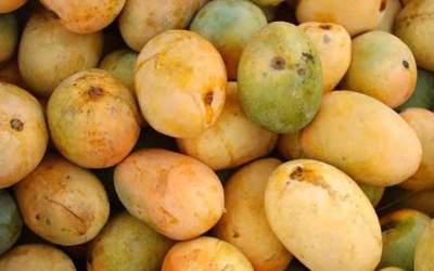 Mango oversupply in Iran: Union chief says fuel smuggling may be to blame