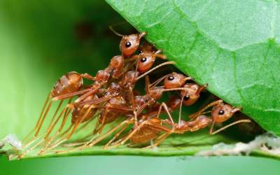 مورچه‌ها در کلنی خود، جراح و دکتر دارند!