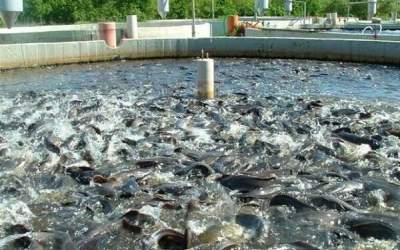 Iran exports over 3,000 tons of trout in Q1
