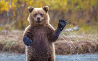 خرس مازندران