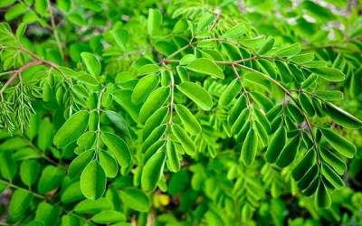 مورینگا؛ «درخت معجزه» جنوب ایران با ۲۳ خاصیت درمانی